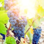 La Rioja que (sí) nos mola